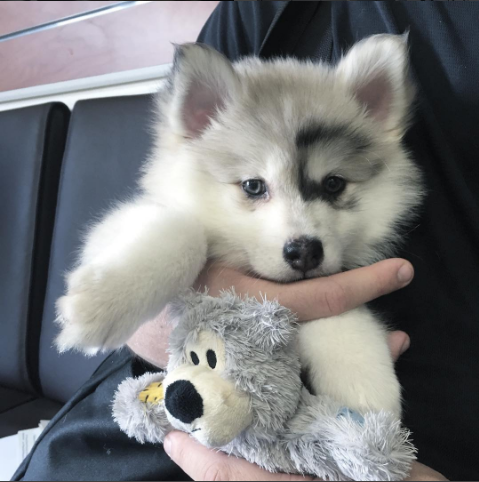 Pomsky Puppies 701-369-7581 Image eClassifieds4u