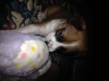 3 Border Stack/Red Heeler pups for sale