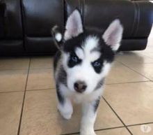 Three Siberian Husky