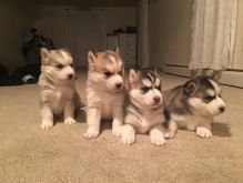 Two Siberian Husky Puppies For Re-homing Image eClassifieds4U