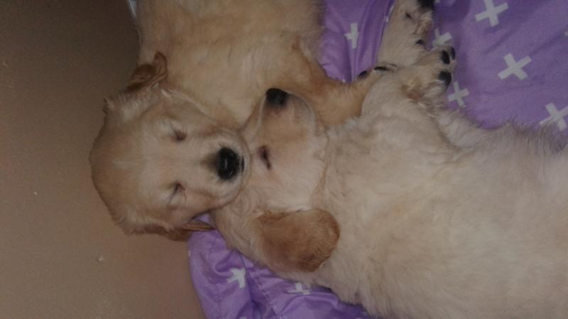 Labrador retriever mixed pups Image eClassifieds4u