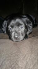 Labrador retriever mixed pups Image eClassifieds4u 2