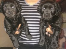 Labrador retriever mixed pups Image eClassifieds4u 3