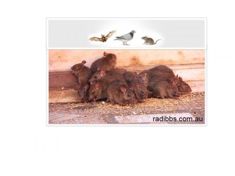 Durable strategies to destroy nuisances & rodents in Queensland Image eClassifieds4u