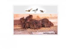 Durable strategies to destroy nuisances & rodents in Queensland Image eClassifieds4u 2