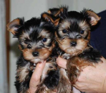 Excellent CKC Registered Yorkshire Terrier Puppies for Adoption