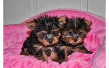 Excellent CKC Registered Yorkshire Terrier Puppies for Adoption