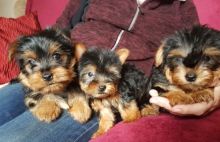 Excellent CKC Registered Yorkshire Terrier Puppies for Adoption