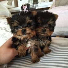 Excellent CKC Registered Yorkshire Terrier Puppies for Adoption