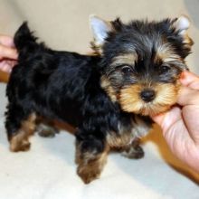 Excellent CKC Registered Yorkshire Terrier Puppies for Adoption