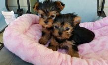 Excellent CKC Registered Yorkshire Terrier Puppies for Adoption