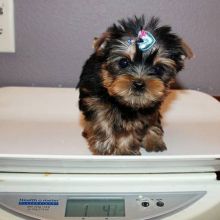 Excellent CKC Registered Yorkshire Terrier Puppies for Adoption