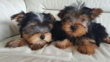 Excellent CKC Registered Yorkshire Terrier Puppies for Adoption