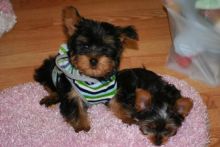 Excellent CKC Registered Yorkshire Terrier Puppies for Adoption