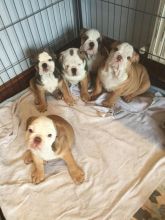 healthy english bulldog puppies for sale