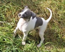 Italian Greyhound Puppies For Adoption