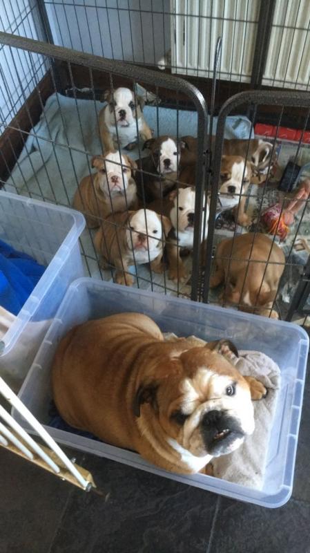 healthy english bulldog puppies for sale Image eClassifieds4u