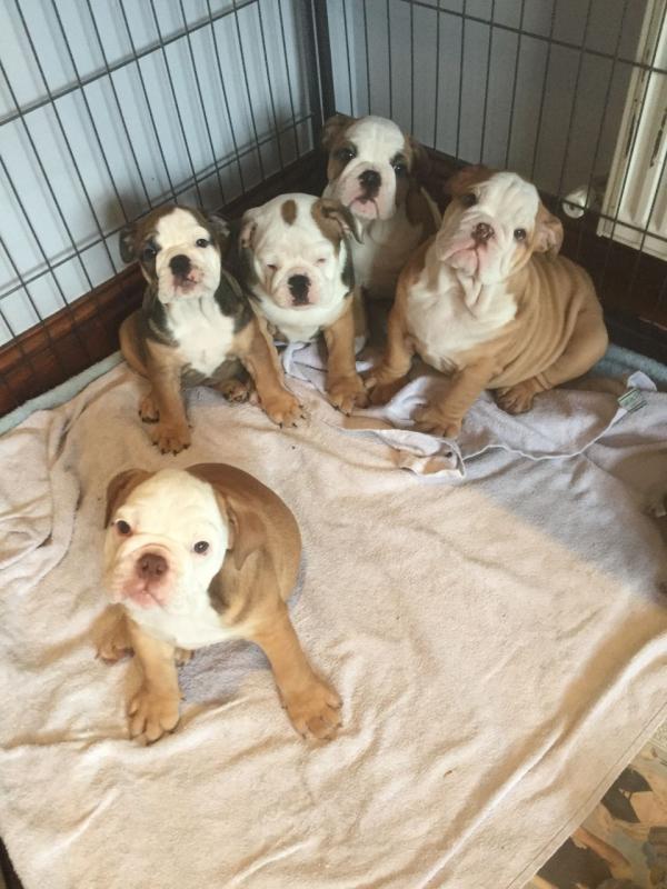healthy english bulldog puppies for sale Image eClassifieds4u