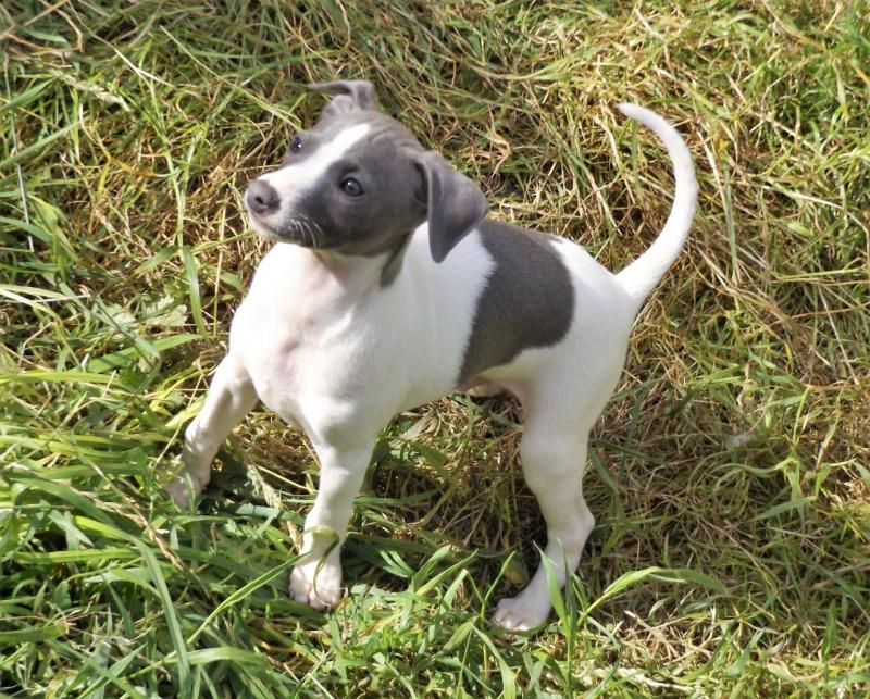 Italian Greyhound Puppies For Adoption Image eClassifieds4u