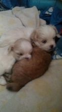 2 Adorable Shih-Tzu puppies both females are ready to go to great homes today :) Image eClassifieds4U