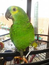 gogeous amazon parrot for sale Image eClassifieds4U