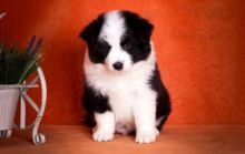 Border Collie Puppies For Adoption