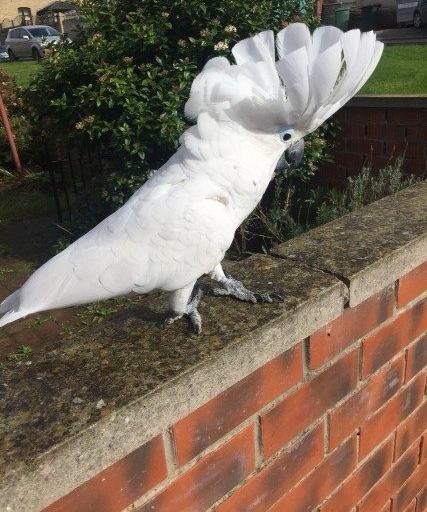 atoo parrot Image eClassifieds4u