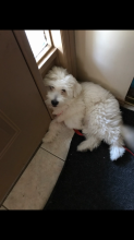 Maltese terrier Image eClassifieds4u 3