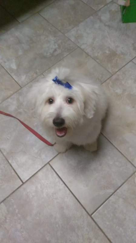 Maltese terrier Image eClassifieds4u