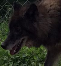 Wolf Hybrid Puppy Image eClassifieds4u 2