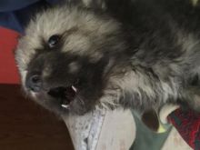 Wolf Hybrid Puppy Image eClassifieds4u 1
