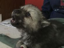 Wolf Hybrid Puppy Image eClassifieds4u 3
