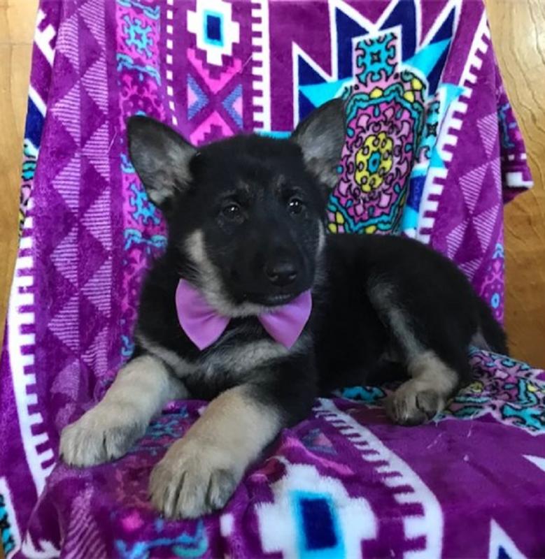 Australian Shepherd puppies Image eClassifieds4u