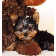 These beautiful puppies are yorkie puppies .