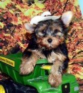 These beautiful puppies are yorkie puppies . Image eClassifieds4u