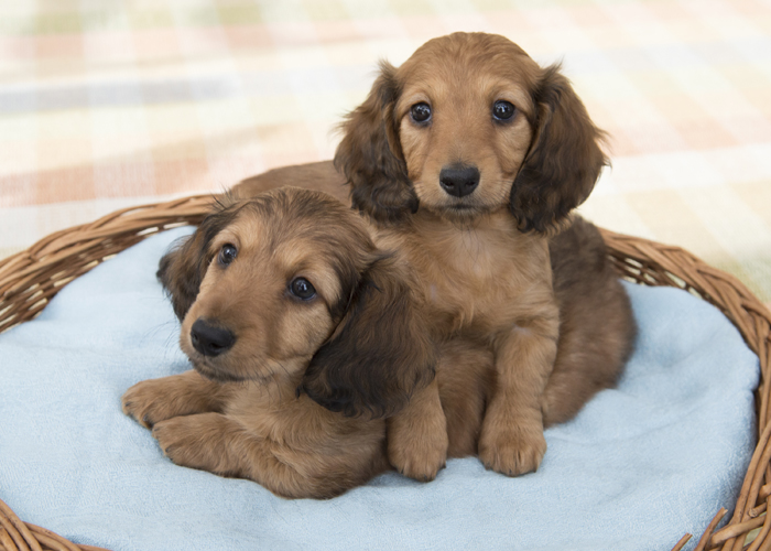 🏁🏁 Charming Male ✿ Female Dachshund ✿ Puppies Available 🏁🏁 Image eClassifieds4u