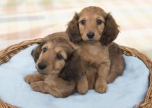 🏁🏁 Charming Male ✿ Female Dachshund ✿ Puppies Available 🏁🏁
