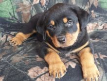 Extraordinary German Rottweiler puppies