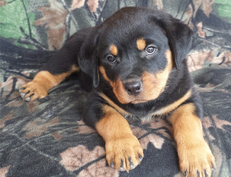 Extraordinary German Rottweiler puppies Image eClassifieds4u