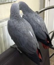 2 Hand Reared Female African Grey Babys read