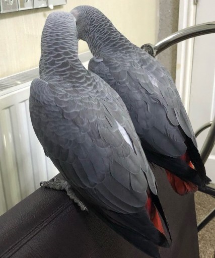 2 Hand Reared Female African Grey Babys read Image eClassifieds4u