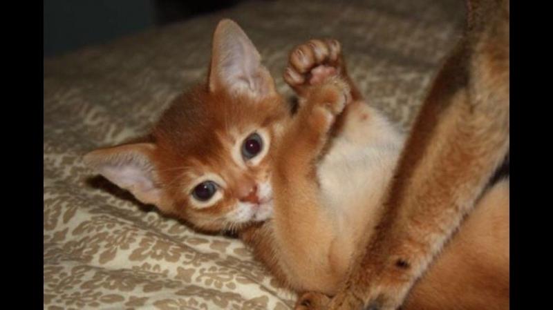 beautiful 3 ABYSSINIAN KITTENS Image eClassifieds4u