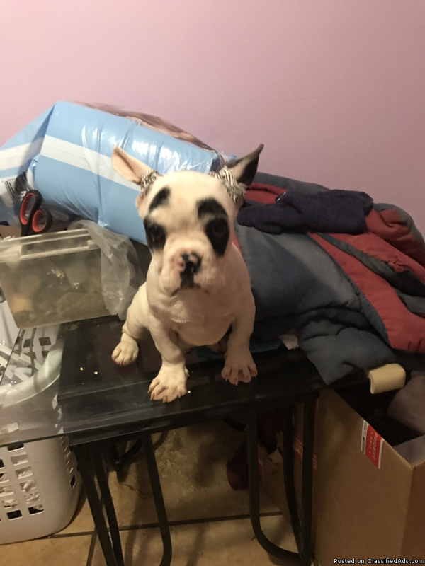 French bulldog puppies for free adoption Image eClassifieds4u