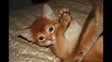 beautiful 3 ABYSSINIAN KITTENS Image eClassifieds4U