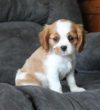 Cavalier King Charles Spaniel Puppies For Adoption