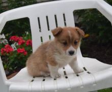 Corgi Puppies For Adoption