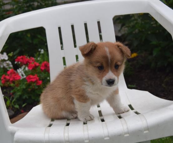 Corgi Puppies For Adoption Image eClassifieds4u