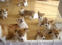 Healthy CKC Registered Pembroke Welsh Corgi Puppies available.