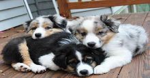 Healthy Male and Female Australian Shepherd puppies looking for Re-homing.