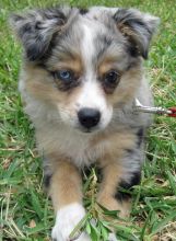Healthy Male and Female Australian Shepherd puppies looking for Re-homing.